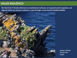 VALOR BIOLÓXICO
No litoral de O Vicedo alternan os ecosistemas rochosos, en especial cantís expostos, con
algunas áreas con dunas e esteiros, o que da lugar a una enorme biodiversidade.
Liques e pirixel
do mar nos
cantís
 