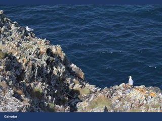 Gaivotas
 
