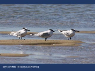 Carran cristado (Thalasseus sandvicensis)
 