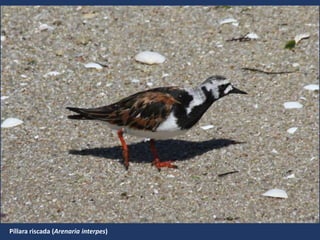 Píllara riscada (Arenaria interpes)
 