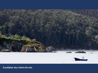 Eucaliptos ata a beira do mar
 