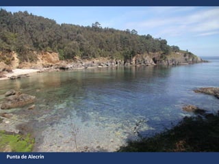 Punta de Alecrín
 