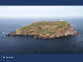Illa Coelleira
 