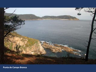 Punta de Campo Branco
 