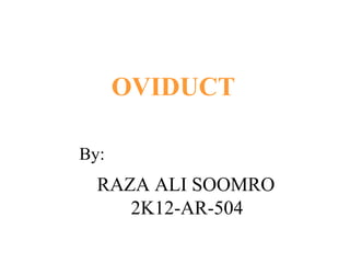 OVIDUCT

By:
  RAZA ALI SOOMRO
     2K12-AR-504
 