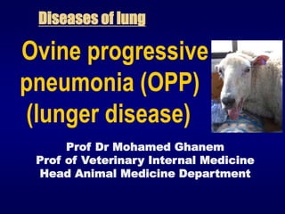 Diseases of lung
Ovine progressive
pneumonia (OPP)
(lunger disease)
Prof Dr Mohamed Ghanem
Prof of Veterinary Internal Medicine
Head Animal Medicine Department
 