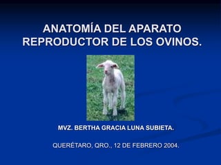 ANATOMÍA DEL APARATO
REPRODUCTOR DE LOS OVINOS.
MVZ. BERTHA GRACIA LUNA SUBIETA.
QUERÉTARO, QRO., 12 DE FEBRERO 2004.
 