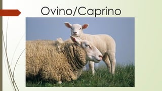 Ovino/Caprino
 