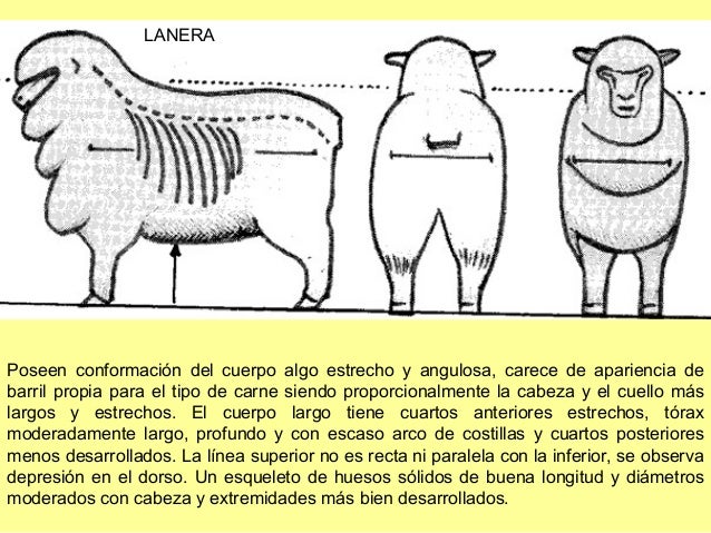 Ovinos guia n°2