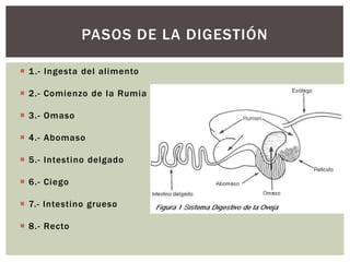  1.- Ingesta del alimento
 2.- Comienzo de la Rumia
 3.- Omaso
 4.- Abomaso
 5.- Intestino delgado
 6.- Ciego
 7.- Intestino grueso
 8.- Recto
PASOS DE LA DIGESTIÓN
 