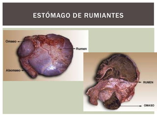 ESTÓMAGO DE RUMIANTES
 