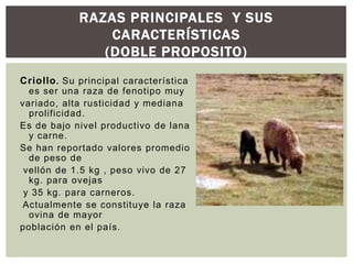 RAZAS PRINCIPALES Y SUS
CARACTERÍSTICAS
(DOBLE PROPOSITO)
Criollo. Su principal característica
es ser una raza de fenotipo muy
variado, alta rusticidad y mediana
prolificidad.
Es de bajo nivel productivo de lana
y carne.
Se han reportado valores promedio
de peso de
vellón de 1.5 kg , peso vivo de 27
kg. para ovejas
y 35 kg. para carneros.
Actualmente se constituye la raza
ovina de mayor
población en el país.
 