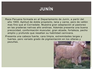 JUNÍN
Raza Peruana formada en el Departamento de Junín, a partir del
año 1955. Aptitud de doble propósito, lana y carne, pero de vellón
mas fino que el Corriedale. Muestra gran adaptación al pastoreo
en las praderas nativas alto andinas. Además presenta una buena
precocidad, conformación muscular, gran alzada, fortaleza, pecho
amplio y profundo que resaltan su habilidad carnicera.
Presenta una cabeza fuerte, cara limpia, extremidades largas y
fuertes, pero variado grado de pigmentación en los ollares y
pezuñas.
 