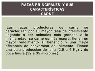 RAZAS PRINCIPALES Y SUS
CARACTERÍSTICAS
CARNE
Las razas productoras de carne se
caracterizan por su mayor tasa de crecimiento
llegando a ser animales más grandes a la
misma edad, su carne es más magra, tienen un
mayor rendimiento al beneficio y una mejor
eficiencia de conversión del alimento. Tienen
una baja producción de lana (2,5 a 4 Kg) y de
poca finura (32 a 35 micrones).
 