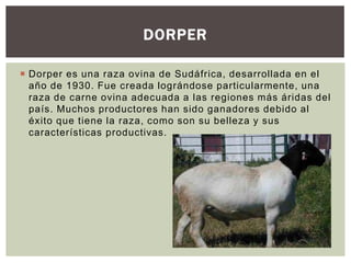  Dorper es una raza ovina de Sudáfrica, desarrollada en el
año de 1930. Fue creada lográndose particularmente, una
raza de carne ovina adecuada a las regiones más áridas del
país. Muchos productores han sido ganadores debido al
éxito que tiene la raza, como son su belleza y sus
características productivas.
DORPER
 