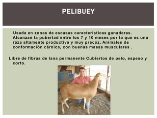 PELIBUEY
Usada en zonas de escasas características ganaderas.
Alcanzan la pubertad entre los 7 y 10 meses por lo que es una
raza altamente productiva y muy precoz. Animales de
conformación cárnica, con buenas masas musculares .
Libre de fibras de lana permanente Cubiertos de pelo, espeso y
corto.
 
