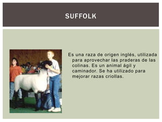 SUFFOLK
Es una raza de origen inglés, utilizada
para aprovechar las praderas de las
colinas. Es un animal ágil y
caminador. Se ha utilizado para
mejorar razas criollas.
 