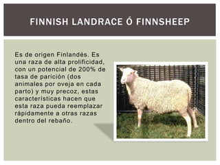 FINNISH LANDRACE Ó FINNSHEEP
Es de origen Finlandés. Es
una raza de alta prolificidad,
con un potencial de 200% de
tasa de parición (dos
animales por oveja en cada
parto) y muy precoz, estas
características hacen que
esta raza pueda reemplazar
rápidamente a otras razas
dentro del rebaño.
 
