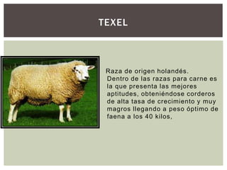 TEXEL
Raza de origen holandés.
Dentro de las razas para carne es
la que presenta las mejores
aptitudes, obteniéndose corderos
de alta tasa de crecimiento y muy
magros llegando a peso óptimo de
faena a los 40 kilos,
 