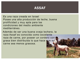 ASSAF
Es una raza creada en Israel
Posee una alta producción de leche, buena
prolificidad y muy apta para las
condiciones del medio ambiente
mediterráneo.
Además de ser una buena oveja lechera, la
raza Assaf es conocida como excelente
raza de carne, por poseer un cordero con
grasa bien distribuida lo que hace que su
carne sea menos grasosa.
 