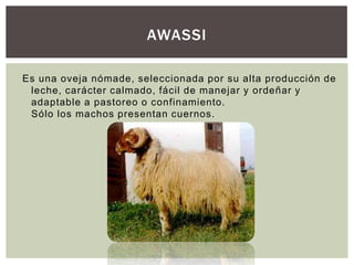 AWASSI
Es una oveja nómade, seleccionada por su alta producción de
leche, carácter calmado, fácil de manejar y ordeñar y
adaptable a pastoreo o confinamiento.
Sólo los machos presentan cuernos.
 