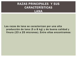 RAZAS PRINCIPALES Y SUS
CARACTERÍSTICAS
LANA
Las razas de lana se caracterizan por una alta
producción de lana (5 a 8 kg) y de buena calidad y
finura (23 a 25 micrones). Entre ellas encontramos:
 