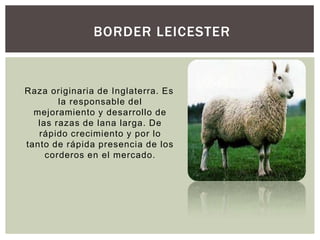 BORDER LEICESTER
Raza originaria de Inglaterra. Es
la responsable del
mejoramiento y desarrollo de
las razas de lana larga. De
rápido crecimiento y por lo
tanto de rápida presencia de los
corderos en el mercado.
 