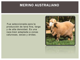 MERINO AUSTRALIANO
Fue seleccionada para la
producción de lana fina, larga
y de alta densidad. Es una
raza bien adaptada a zonas
calurosas, secas y áridas.
 