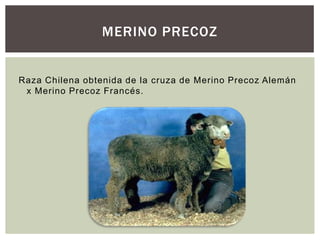 MERINO PRECOZ
Raza Chilena obtenida de la cruza de Merino Precoz Alemán
x Merino Precoz Francés.
 