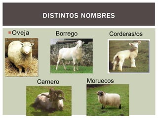 Oveja
DISTINTOS NOMBRES
Borrego Corderas/os
Carnero Moruecos
 