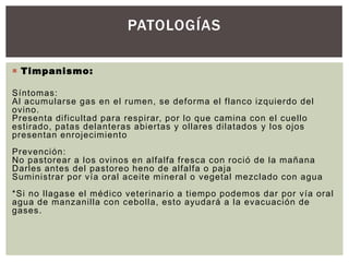  Timpanismo:
Síntomas:
Al acumularse gas en el rumen, se deforma el flanco izquierdo del
ovino.
Presenta dificultad para respirar, por lo que camina con el cuello
estirado, patas delanteras abiertas y ollares dilatados y los ojos
presentan enrojecimiento
Prevención:
No pastorear a los ovinos en alfalfa fresca con roció de la mañana
Darles antes del pastoreo heno de alfalfa o paja
Suministrar por vía oral aceite mineral o vegetal mezclado con agua
*Si no llagase el médico veterinario a tiempo podemos dar por vía oral
agua de manzanilla con cebolla, esto ayudará a la evacuación de
gases.
PATOLOGÍAS
 