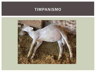 TIMPANISMO
 