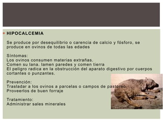  HIPOCALCEMIA
Se produce por desequilibrio o carencia de calcio y fósforo, se
produce en ovinos de todas las edades
Síntomas:
Los ovinos consumen materias extrañas.
Comen su lana. lamen paredes y comen tierra
El peligro radica en la obstrucción del aparato digestivo por cuerpos
cortantes o punzantes.
Prevención:
Trasladar a los ovinos a parcelas o campos de pastoreo.
Proveerlos de buen forraje
Tratamiento:
Administrar sales minerales
 