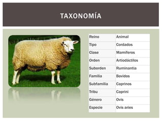 Reino Animal
Tipo Cordados
Clase Mamíferos
Orden Artiodáctilos
Suborden Ruminantia
Familia Bovidos
Subfamilia Caprinos
Tribu Caprini
Género Ovis
Especie Ovis aries
TAXONOMÍA
 