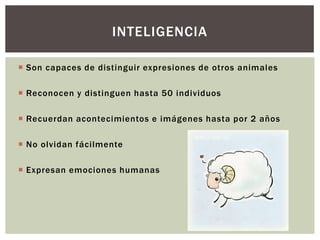  Son capaces de distinguir expresiones de otros animales
 Reconocen y distinguen hasta 50 individuos
 Recuerdan acontecimientos e imágenes hasta por 2 años
 No olvidan fácilmente
 Expresan emociones humanas
INTELIGENCIA
 