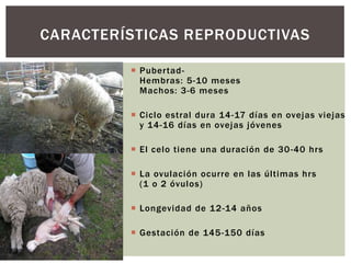  Pubertad-
Hembras: 5-10 meses
Machos: 3-6 meses
 Ciclo estral dura 14-17 días en ovejas viejas
y 14-16 días en ovejas jóvenes
 El celo tiene una duración de 30-40 hrs
 La ovulación ocurre en las últimas hrs
(1 o 2 óvulos)
 Longevidad de 12-14 años
 Gestación de 145-150 días
CARACTERÍSTICAS REPRODUCTIVAS
 