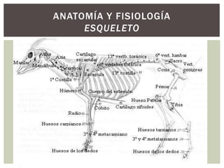 ANATOMÍA Y FISIOLOGÍA
ESQUELETO
 