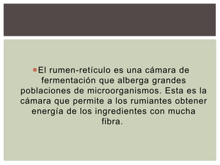 El rumen-retículo es una cámara de
fermentación que alberga grandes
poblaciones de microorganismos. Esta es la
cámara que permite a los rumiantes obtener
energía de los ingredientes con mucha
fibra.
 