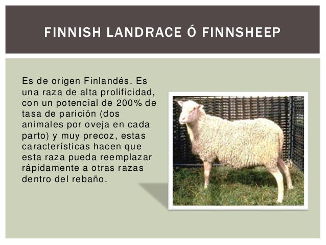 Generalidades de los Ovinos
