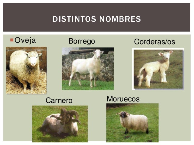 Generalidades de los Ovinos