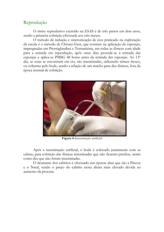 Reprodução
       O ritmo reprodutivo exercido na ESAS é de três partos em dois anos,
sendo a primeira cobrição efectuada aos oito meses.
       O método de indução e sincronização de cios praticado na exploração
da escola é o método de Chrono-Gest, que consiste na aplicação de esponjas,
impregnadas em Prostaglandina e Terramicina, em todas as fêmeas com idade
para a entrada em reprodução, após onze dias procede-se à retirada das
esponjas e aplica-se PMSG 48 horas antes da retirada das esponjas. Ao 13º
dia, se estas se encontram em cio, são inseminadas, utilizando sémen fresco,
ou cobertas pelo bode, sendo a relação de um macho para dez fêmeas, fora da
época normal de cobrição.




                         Figura 4-Inseminação artificial


      Após a inseminação artificial, o bode é colocado juntamente com as
cabras, para cobrição das fêmeas inseminadas que não ficaram prenhas, assim
como das que não foram inseminadas.
      O desmame dos cabritos é efectuado nas épocas altas que são a Páscoa
e o Natal, sendo o preço do cabrito nesta altura mais elevado devida ao
aumento da procura.
 