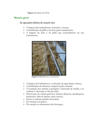 Figura 1-Estábulo da ESAS

Maneio geral
    As operações diárias de maneio são:

          A limpeza das manjedouras, retirando o retraço;
          A distribuição da palha e do feno pelas manjedouras;
          A limpeza do feno e da palha que eventualmente cai nos
           comedouros;




                 Figura 2-Manjedoura e comedouro


          A limpeza dos bebedouros e colocação de água limpa e fresca;
          A distribuição do alimento composto pelos animais;
          A condução dos animais à pastagem é efectuada de manhã, e ao
           estábulo é efectuada ao fim da tarde;
          Observação do estado geral dos animais (diarreias, claudicações,
           ferimentos, falta de apetite, entre outros);
          Tratar os animais quando necessário;
          Ter atenção aos partos;
          Ter atenção ao aleitamento dos borregos;
 
