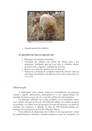 Figura 3-Aleitamento dos borregos


             Limpeza parcial do estábulo;


      As operações das épocas especiais são:

             Brincagem dos animais à nascença;
             Colocação dos elásticos nas caudas das fêmeas, para a sua
              amputação, facilitando quer por um lado as cobrições destas,
              quer por outro a higiene e sanidade das mesmas;
             Renova-se a cama dos animais uma vez por ano;
             Efectua-se a avaliação da condição corporal do efectivo antes da
              cada época de cobrição, sabendo que esta se deve situar entre os
              3 e os 3,5;




Alimentação
       A alimentação neste efectivo baseia-se essencialmente em pastagem
natural e prados permanentes, procedendo-se à sua suplementação em
períodos de maior escassez de erva e em fases críticas do ciclo produtivo.
       Os alimentos utilizados são o feno ad libitum, e/ou concentrado, sendo
este o último utilizado na dose de 250-500g/dia/cabeça, nas ovelhas na época
de cobrição e no último terço de gestação; no início da lactação e na época de
cobrição dos carneiros, é utilizado na dose de 500-700g/dia/cabeça; nos
borregos em crescimento, na dose de 150g/dia/cabeça.
       Uma melhoria da alimentação das ovelhas no mês que precede o início
do emparelhamento e durante a cobrição aumenta as taxas de concepção e as
 