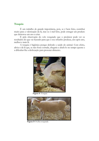 Tosquia
       É um trabalho de grande importância, pois, se é bem feito, contribui
muito para a valorização da lã, mas se é mal feito, pode estragar um produto
que demorou um ano a criar.
       É pela observação do velo tosquiado que o produtor pode ver os
resultados do que vai fazendo para que o seu rebanho produza, ano após ano,
melhor e mais lã.
       A tosquia é higiénica porque defende a saúde do animal. Com efeito,
alivia-o da lã que, se não fosse cortada, chegaria a abafa-lo no tempo quente e
a dificultar-lhe a deslocação para procurar alimento.




                    Figura 4- Tosquia




              Figura 5-Ovelha tosquiada
 