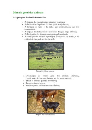 Maneio geral dos animais
As operações diárias de maneio são:

             A limpeza das manjedouras, retirando o retraço;
             A distribuição da palha e do feno pelas manjedouras;
             A limpeza do feno e da palha que eventualmente cai nos
              comedouros;
             A limpeza dos bebedouros e colocação de água limpa e fresca;
             A distribuição do alimento composto pelos animais;
             A condução dos animais à pastagem é efectuada de manhã, e ao
              estábulo é efectuada ao fim da tarde;




                          Figura 2- Cabras a pastar

              Observação do estado geral dos animais (diarreias,
               claudicações, ferimentos, falta de apetite, entre outros);
              Tratar os animais quando necessário;
              Ter atenção aos partos;
              Ter atenção ao aleitamento dos cabritos;




                          Figura 3-Cabrito Serrano
 