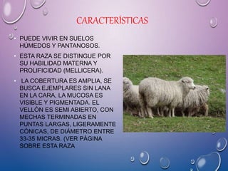 CARACTERÍSTICAS
• PUEDE VIVIR EN SUELOS
HÚMEDOS Y PANTANOSOS.
• ESTA RAZA SE DISTINGUE POR
SU HABILIDAD MATERNA Y
PROLIFICIDAD (MELLICERA).
• LA COBERTURA ES AMPLIA, SE
BUSCA EJEMPLARES SIN LANA
EN LA CARA, LA MUCOSA ES
VISIBLE Y PIGMENTADA. EL
VELLÓN ES SEMI ABIERTO, CON
MECHAS TERMINADAS EN
PUNTAS LARGAS, LIGERAMENTE
CÓNICAS, DE DIÁMETRO ENTRE
33-35 MICRAS. (VER PÁGINA
SOBRE ESTA RAZA
 