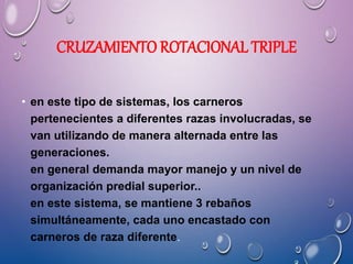 CRUZAMIENTO ROTACIONAL TRIPLE
• en este tipo de sistemas, los carneros
pertenecientes a diferentes razas involucradas, se
van utilizando de manera alternada entre las
generaciones.
en general demanda mayor manejo y un nivel de
organización predial superior..
en este sistema, se mantiene 3 rebaños
simultáneamente, cada uno encastado con
carneros de raza diferente.
 