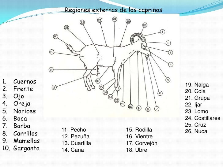 Resultado de imagen para partes del ganado caprino