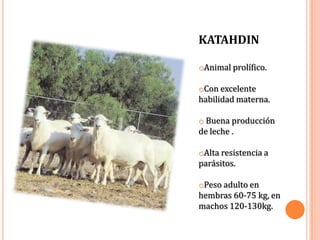 KATAHDIN

oAnimal prolífico.

oCon excelente
habilidad materna.

o Buena producción
de leche .

oAlta resistencia a
parásitos.

oPeso adulto en
hembras 60-75 kg, en
machos 120-130kg.
 