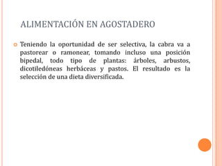 ALIMENTACIÓN EN AGOSTADERO

   Teniendo la oportunidad de ser selectiva, la cabra va a
    pastorear o ramonear, tomando incluso una posición
    bipedal, todo tipo de plantas: árboles, arbustos,
    dicotiledóneas herbáceas y pastos. El resultado es la
    selección de una dieta diversificada.
 
